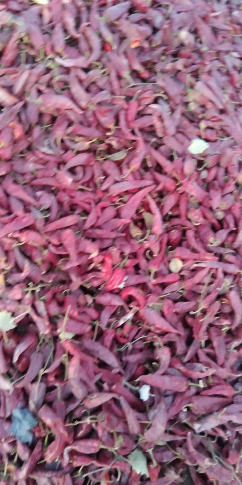 种植户非代办，金塔红园干辣椒，色泽鲜亮，品质好辣度适中。