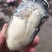 2.5乳山蚝（个头均匀肉质肥美，烧烤，刺身，诚信经营)