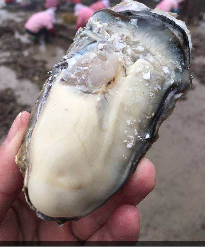 2.5乳山蚝（个头均匀肉质肥美，烧烤，刺身，诚信经营)