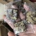云南古方黑糖玫瑰桂花原味老姜口味齐全500克