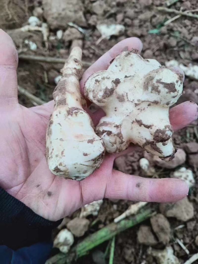 鲜果白菊芋鲜白洋姜鬼子姜，姜不辣，地姜千亩基地上市！
