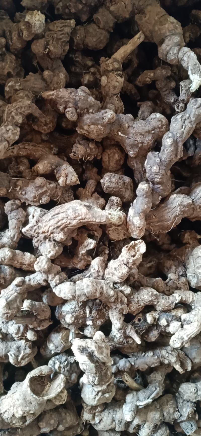 苍术，黑龙江省牡丹江野生白茬苍术光货，质量保证一手货源价