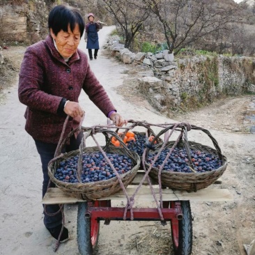 河北涉县无核黑枣产地直供，基地一站式服务电商供货