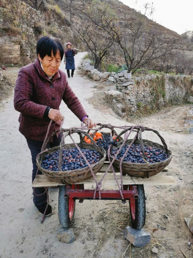 河北涉县无核黑枣产地直供，基地一站式服务电商供货