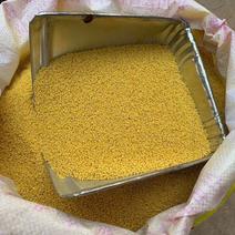 蒙福晋农业种植有限公司出售新鲜小米优质小米