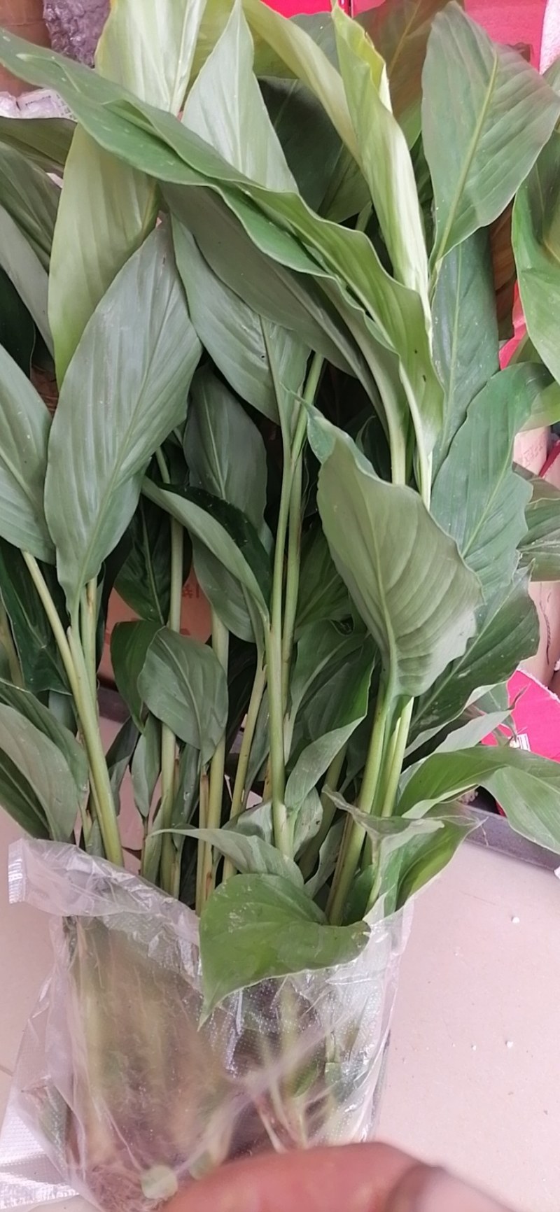 草果种子云南大红草果种子剥干净的尽子大量供应品质保证