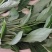 草果种子云南大红草果种子剥干净的尽子大量供应品质保证