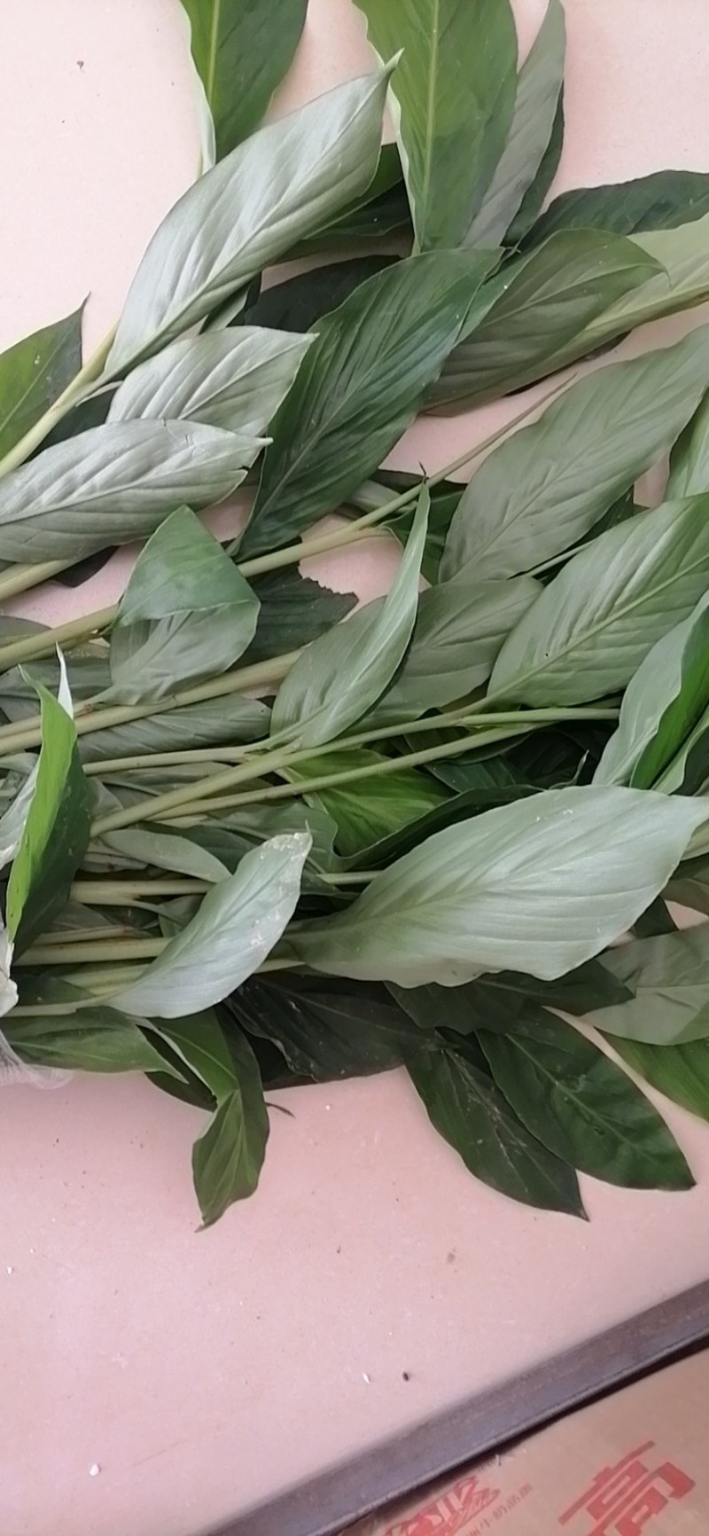 草果种子云南大红草果种子剥干净的尽子大量供应品质保证