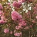 樱花樱花树日本樱花树苗嫁接早樱晚樱樱花小苗绿化树当年