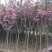 樱花樱花树日本樱花树苗嫁接早樱晚樱樱花小苗绿化树当年