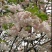 樱花樱花树日本樱花树苗嫁接早樱晚樱樱花小苗绿化树当年