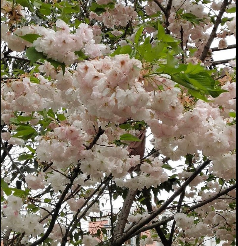 樱花樱花树日本樱花树苗嫁接早樱晚樱樱花小苗绿化树当年