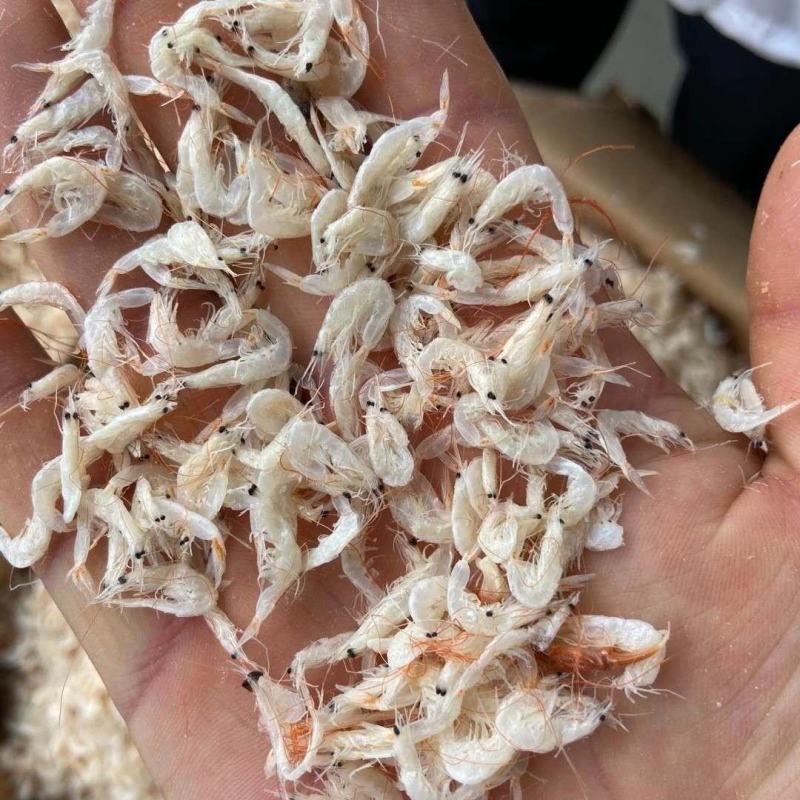 精品淡干无盐虾皮，毛虾，一手货源诚信经营，批发为主！