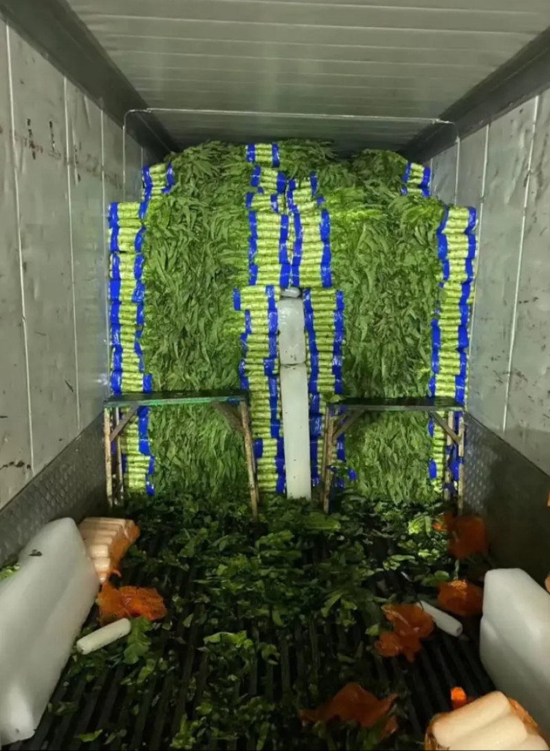二级货五六毛大量出售山东郯城红尖叶莴笋质量好价格稳定