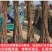 柿子树适应南方北方盆栽地栽庭院种植
