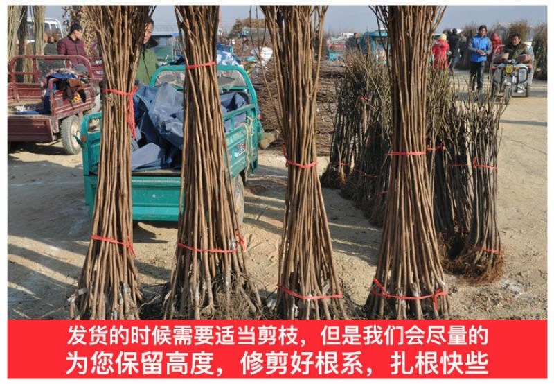 柿子树适应南方北方盆栽地栽庭院种植