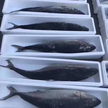 冻货深海鱼黄金大鲅鱼一条12斤到20斤左右大量有货