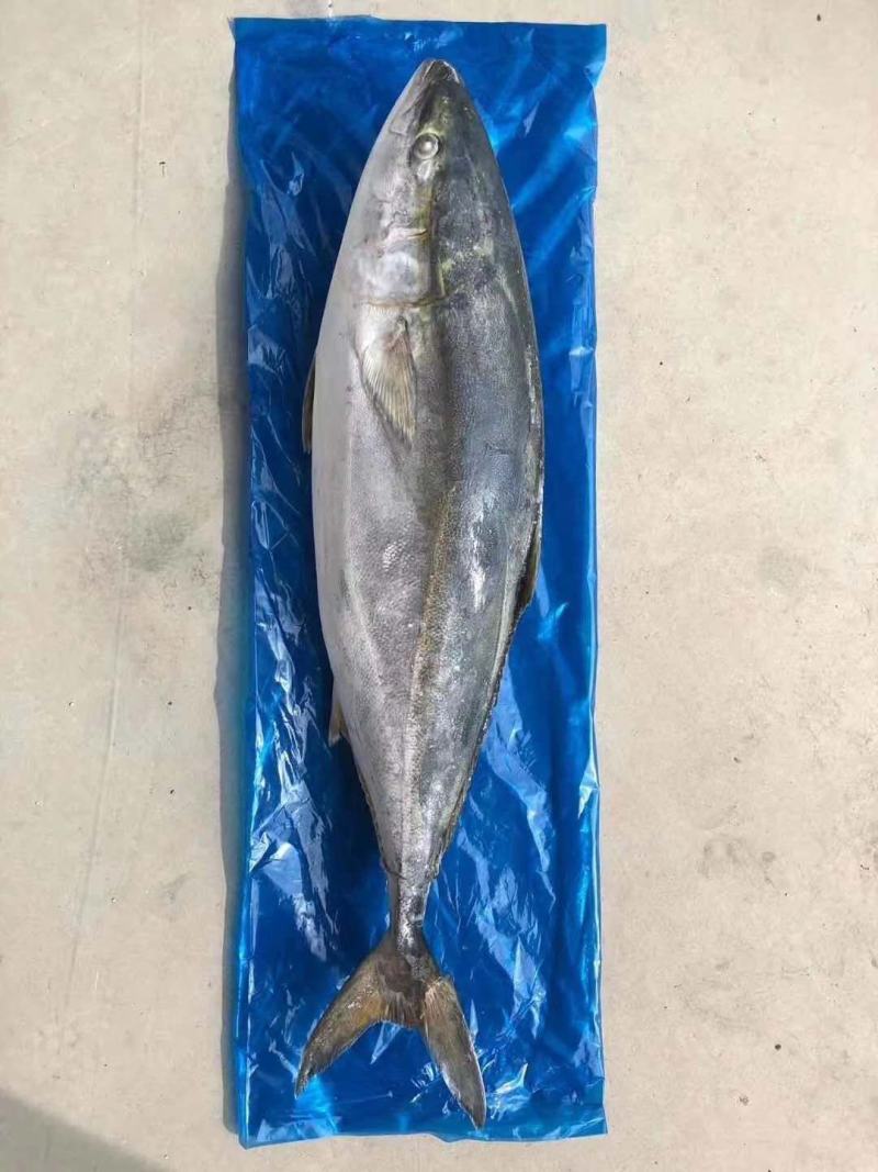 冻货深海鱼黄金大鲅鱼一条12斤到20斤左右大量有货