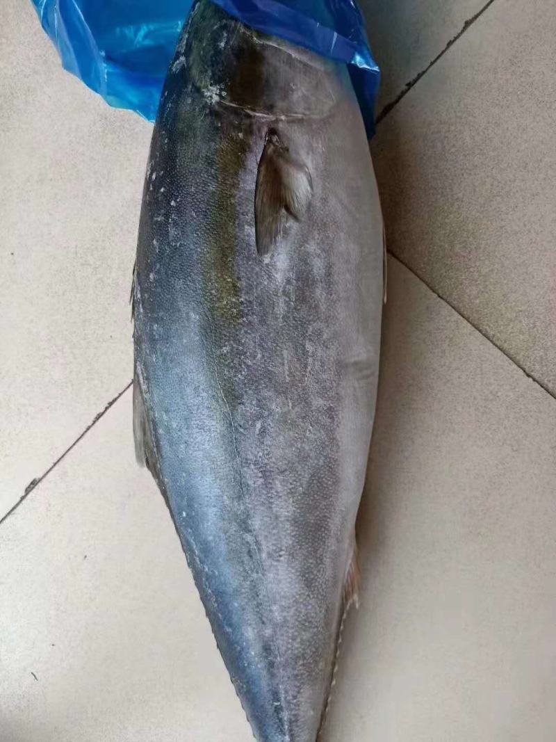 冻货深海鱼黄金大鲅鱼一条12斤到20斤左右大量有货