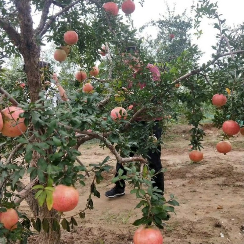 石榴树苗适应南方北方盆栽地栽庭院种植