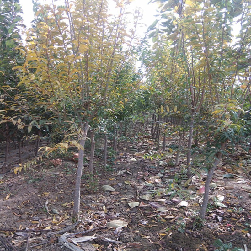 石榴树苗适应南方北方盆栽地栽庭院种植