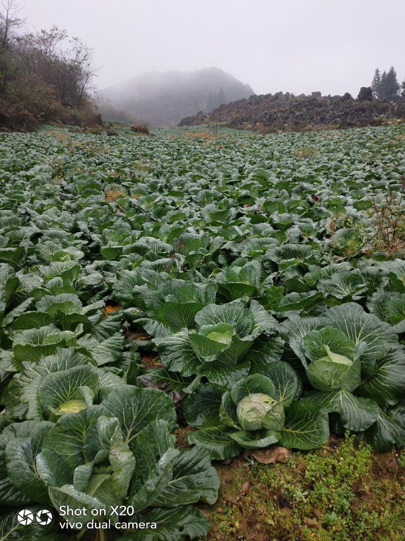 高山白菜，包菜货不多了！