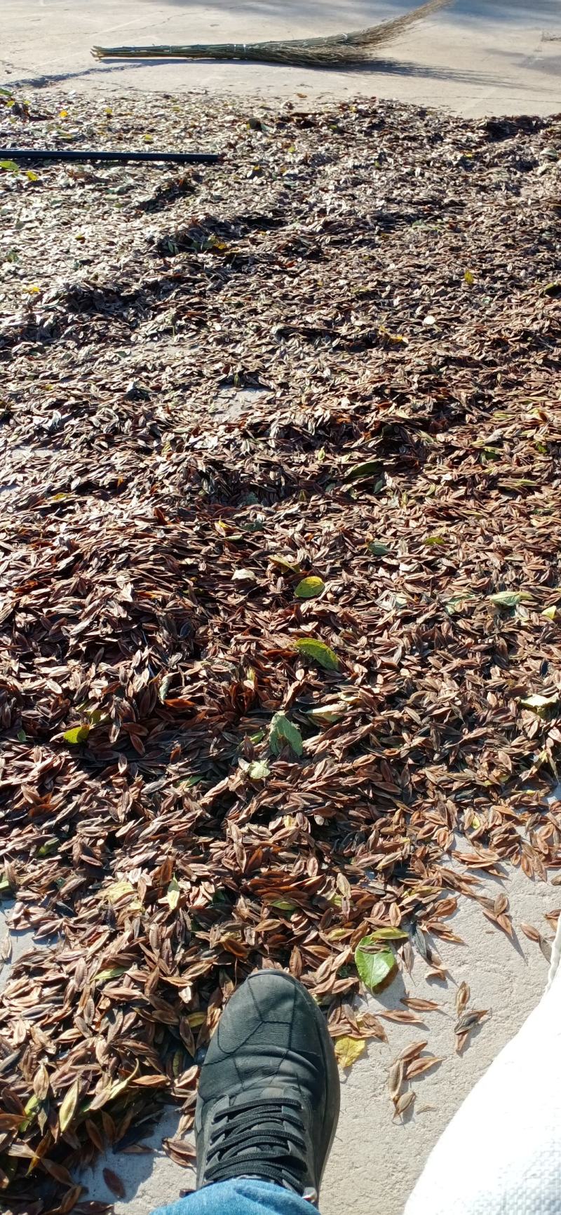 园林绿化，林木种秄，今年新产