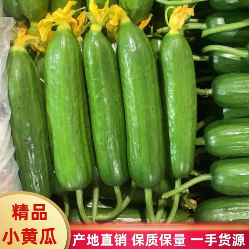 本人在江南市场常年批发山东小黄瓜青瓜花