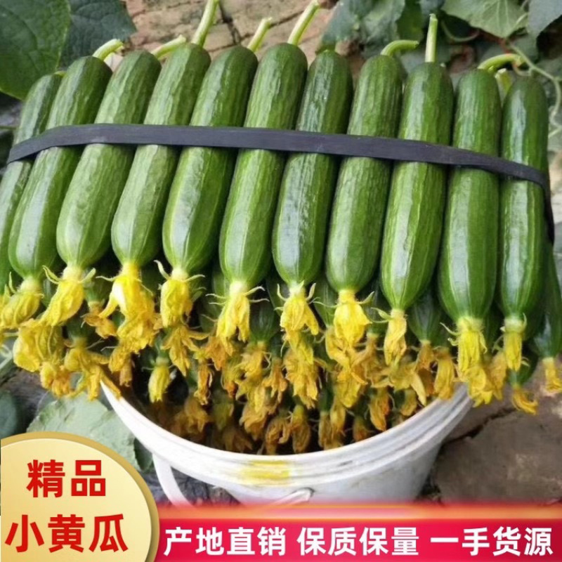 本人在江南市场常年批发山东小黄瓜青瓜花