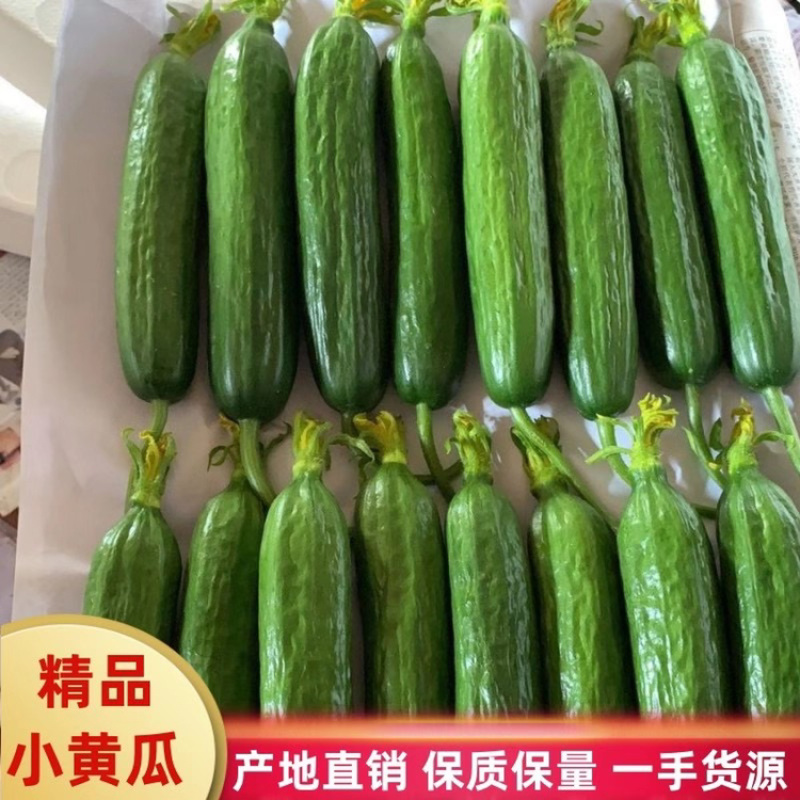 本人在江南市场常年批发山东小黄瓜青瓜花