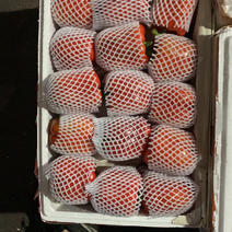 本人在江南市场常年销售红黄彩椒