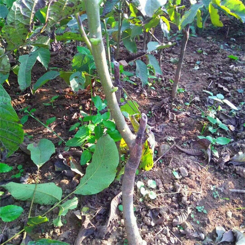 核桃树苗适应南方北方种植，庭院种植成活率高