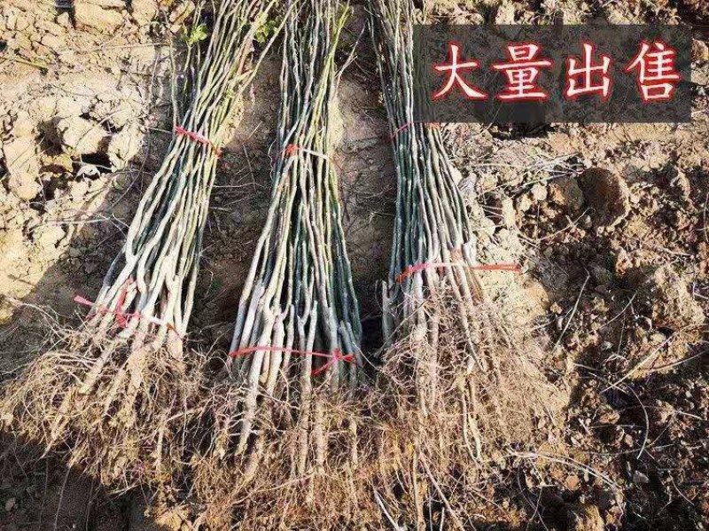 核桃树苗适应南方北方种植，庭院种植成活率高
