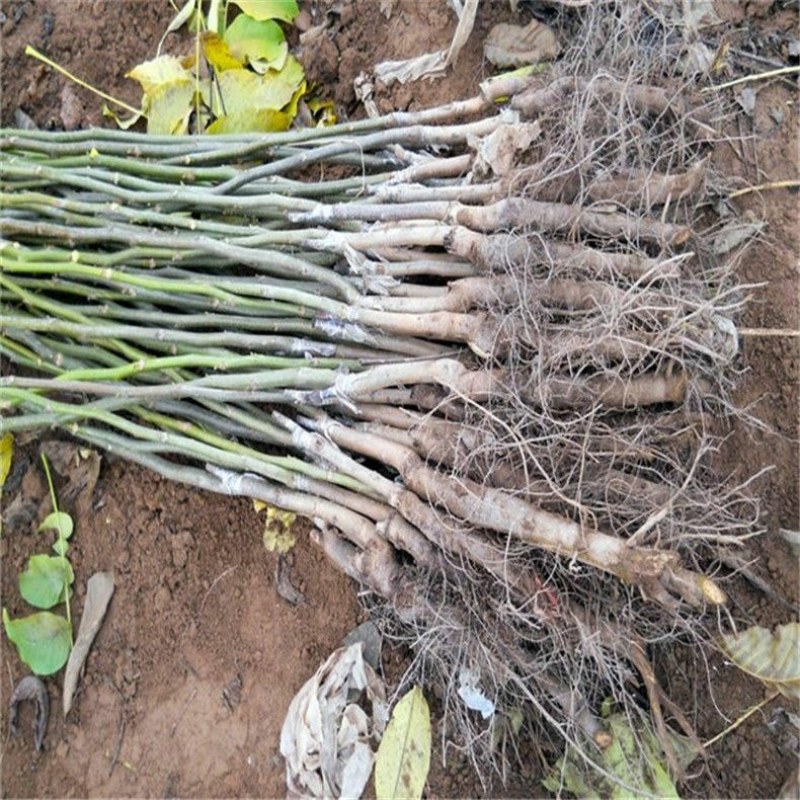 核桃树苗适应南方北方种植，庭院种植成活率高