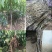 核桃树苗适应南方北方种植，庭院种植成活率高