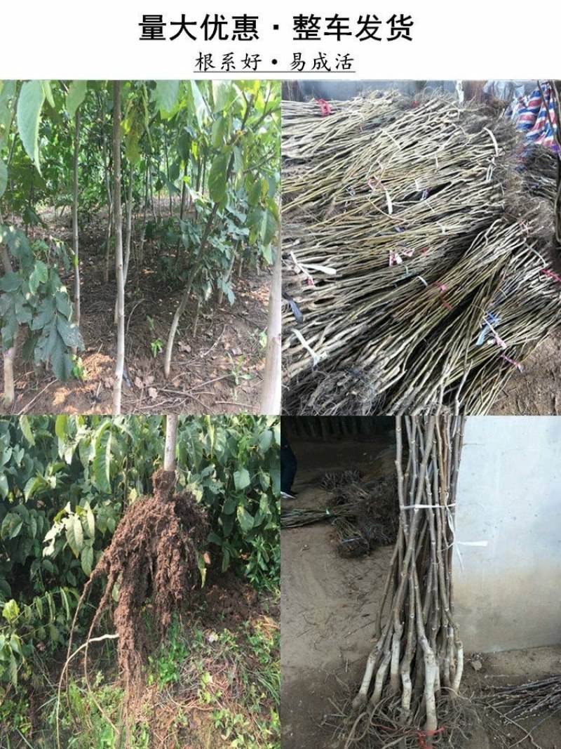 核桃树苗适应南方北方种植，庭院种植成活率高