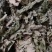 芙蓉叶颜色漂亮价格便宜
