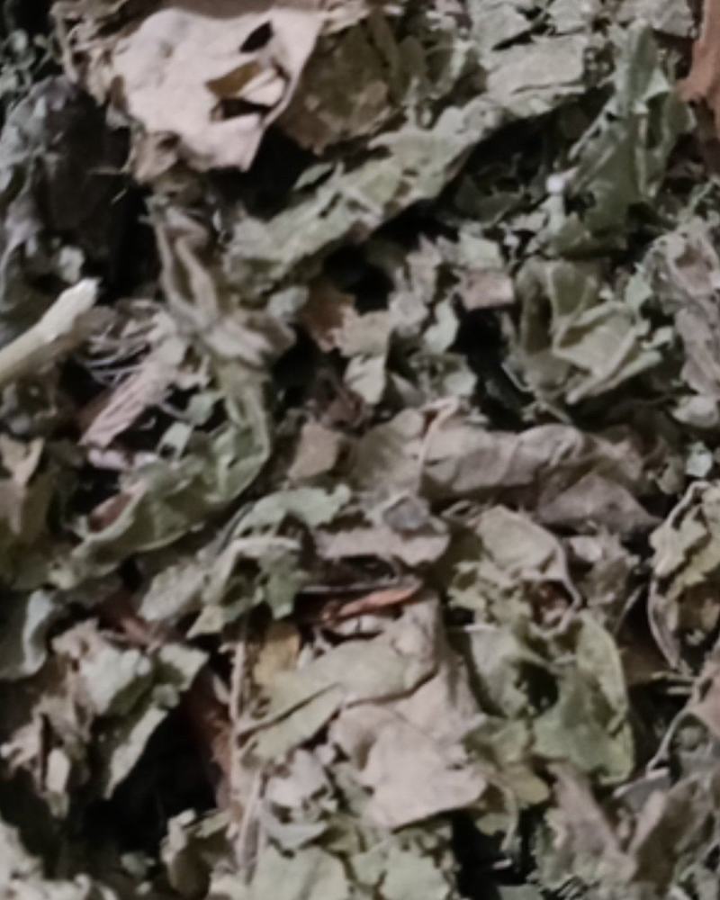 芙蓉叶颜色漂亮价格便宜