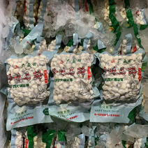 本人在常年在广州江南市场批发珍珠马蹄