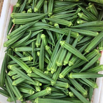 本人在广州江南市场常年批发秋葵供应新鲜超市