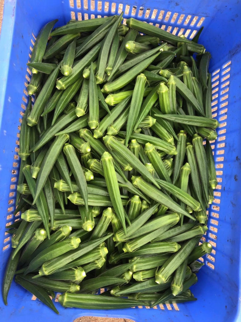 本人在广州江南市场常年批发秋葵供应新鲜超市