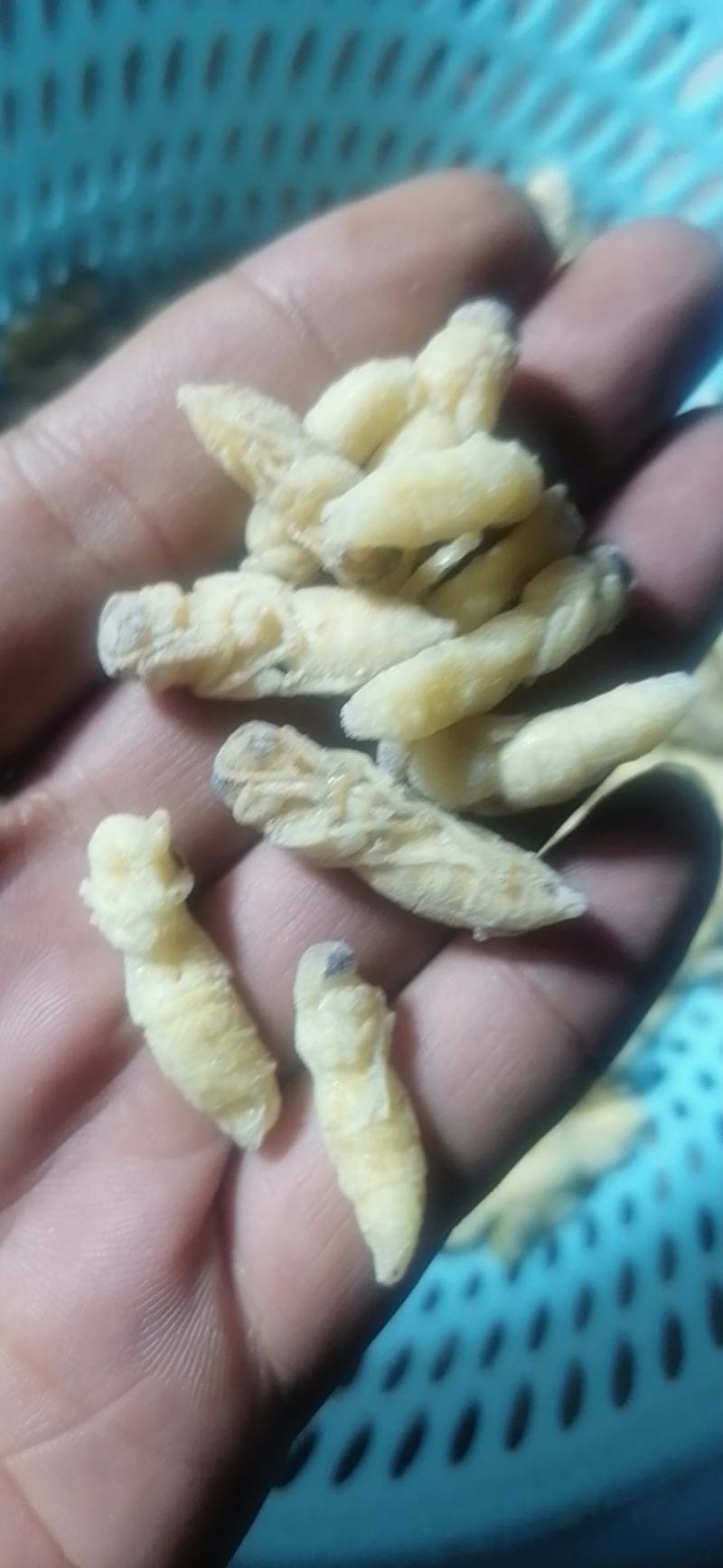 树蜂一级二级混合生冻熟冻蜂蛹，生冻，熟冻，蒸货