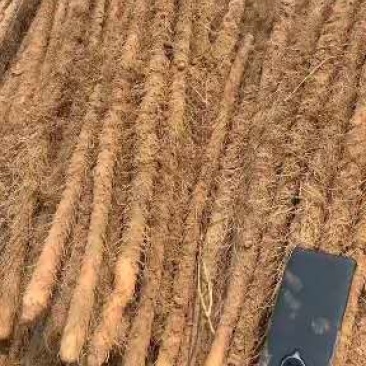 精品铁棍山药以大量上市，有需要的老板联系