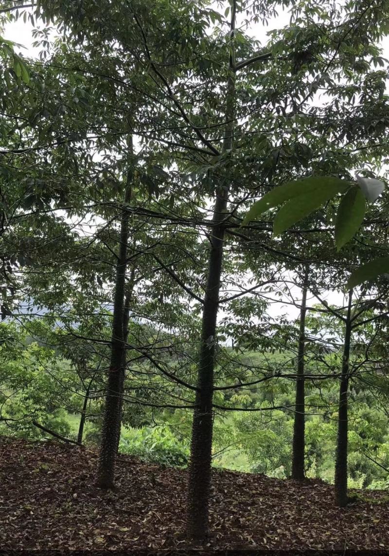 美丽木棉大量出售10/20分