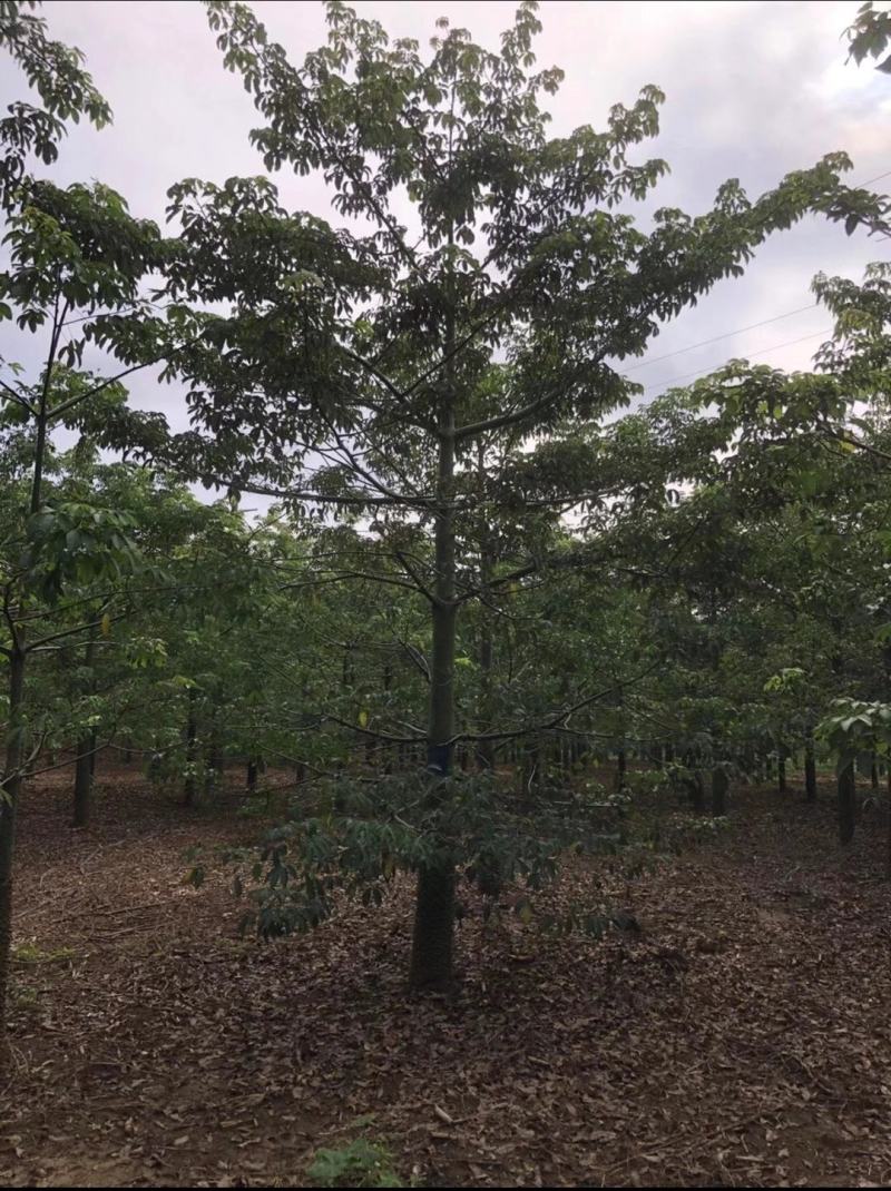美丽木棉大量出售10/20分