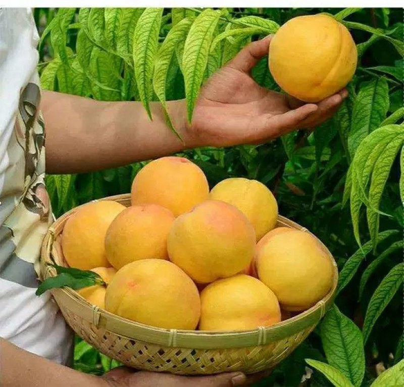 桃树苗适应南方北方种植地栽庭院种植成活率高