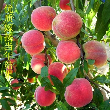 桃树苗适应南方北方种植地栽庭院种植成活率高