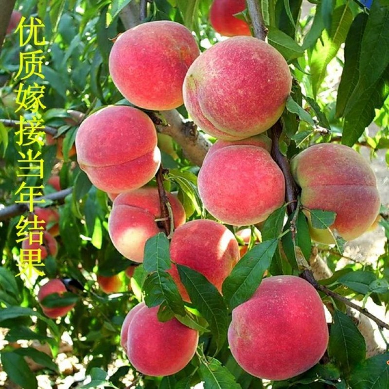 桃树苗适应南方北方种植地栽庭院种植成活率高