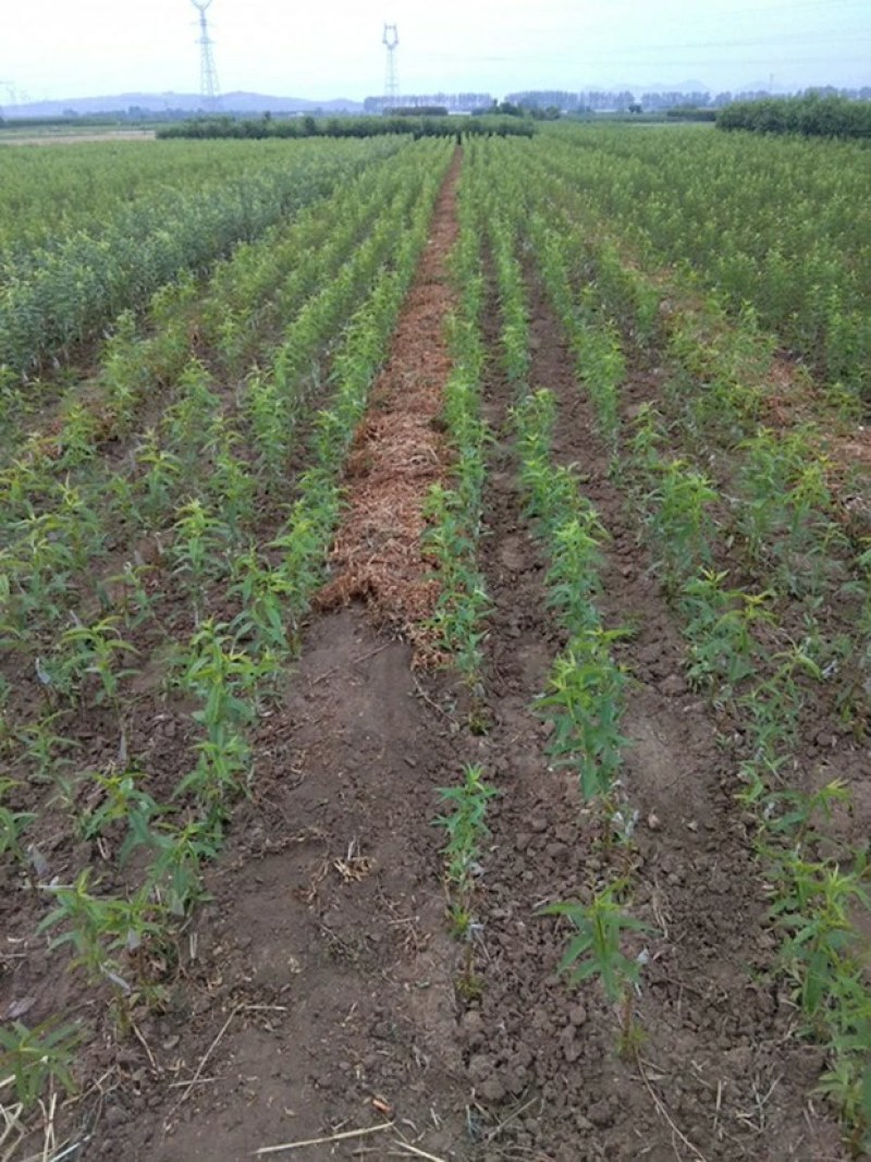 桃树苗适应南方北方种植地栽庭院种植成活率高