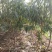 桃树苗适应南方北方种植地栽庭院种植成活率高